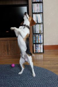 Tuck Russel doing the canine wave.